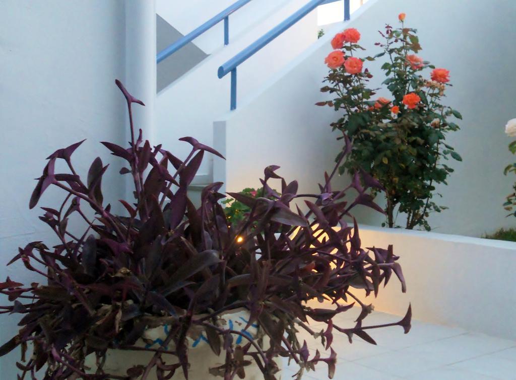 Dimitra Apartment Hotel Skafidia Ngoại thất bức ảnh